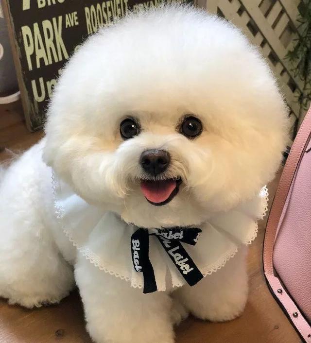 猫咪身上突然发出屎臭味：揭秘背后的原因与应对策略